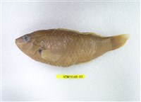 藏品(日本擬隆頭魚)的圖片